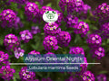 500 Seeds Alyssum Oriental Nights Dark Purple Groundcover Bees Fragrant Non-GMO (Lobularia maritima)
