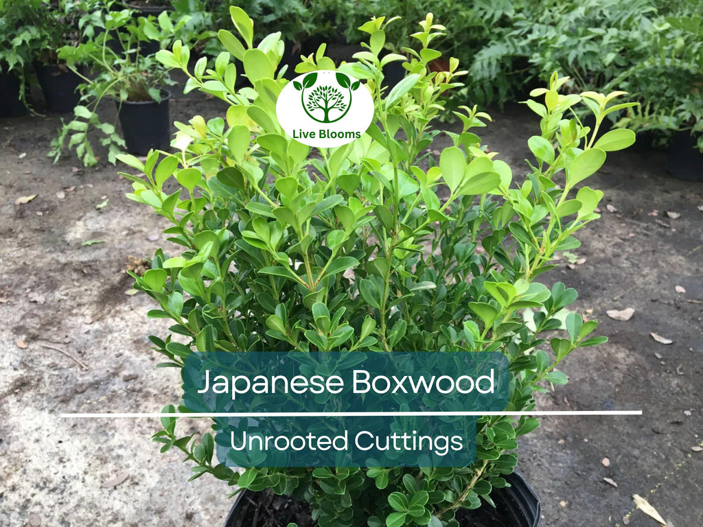 12 Japanese Boxwood Unrooted Cuttings | Buxus microphylla, Bush Hedge Plant, Evergreen Shrub for Garden