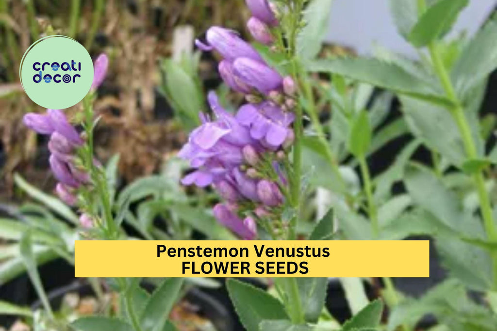 3pcs of 100mg Penstemon venustus Seeds – Venus Penstemon for Pollinator Gardens, Slopes, and Native Landscaping Seeds for Planting