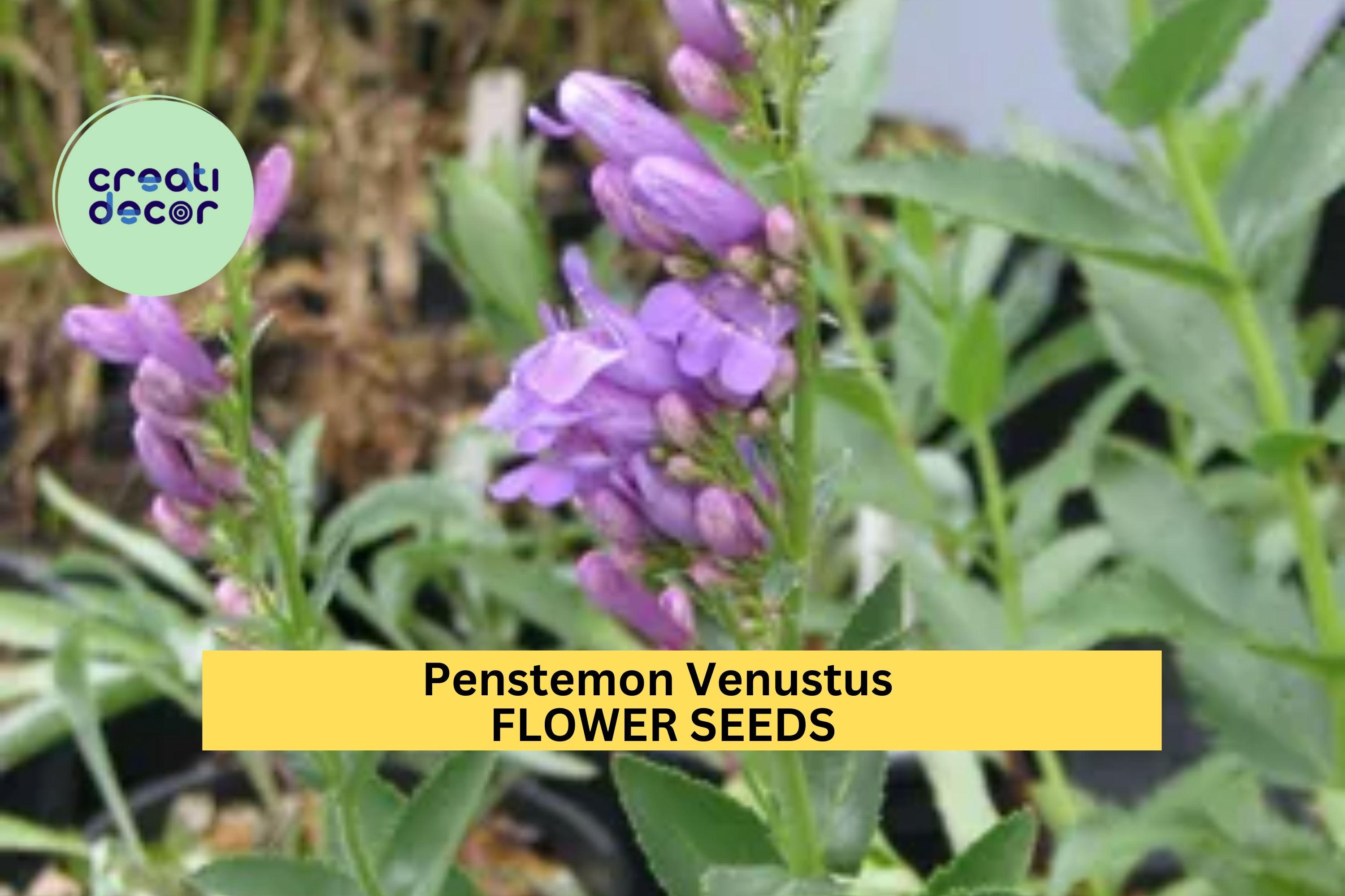 3pcs of 100mg Penstemon venustus Seeds – Venus Penstemon for Pollinator Gardens, Slopes, and Native Landscaping Seeds for Planting