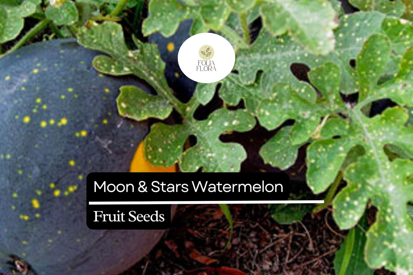 15 Seeds Moon & Stars Watermelon (Citrullus lanatus) – Unique Heirloom Variety with Yellow Spots and Sweet Red Flesh