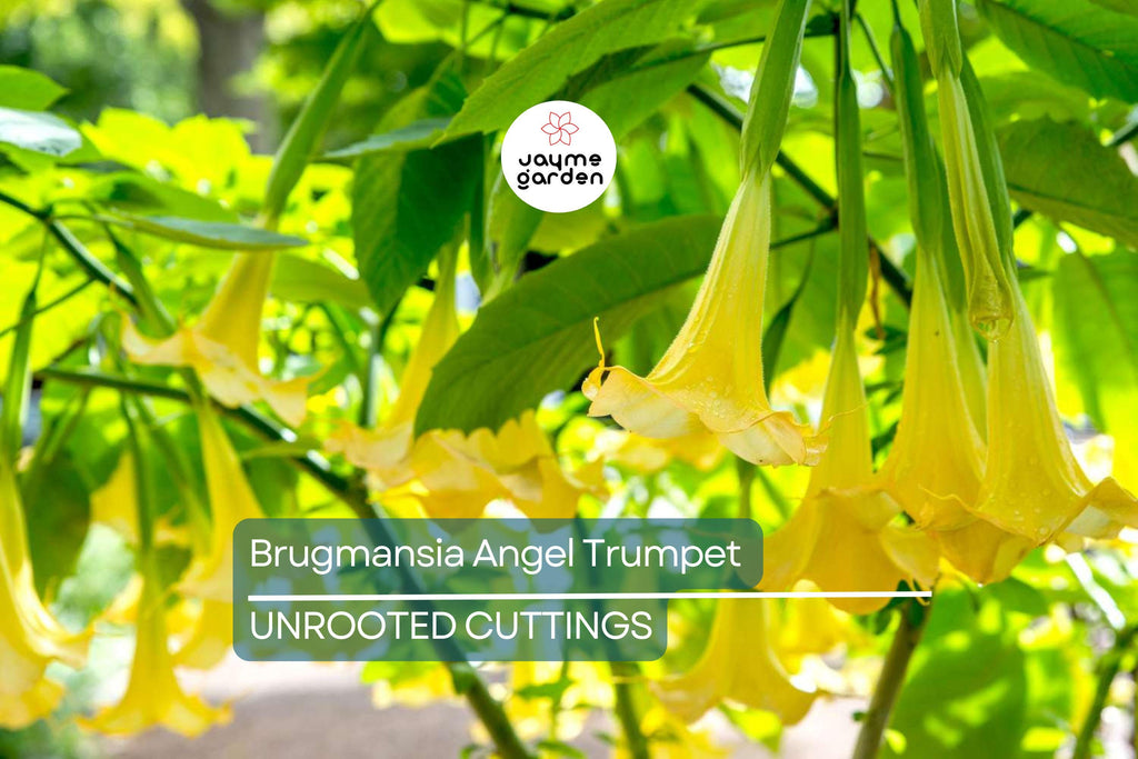 Brugmansia Angel Trumpet Cutting | 4” Unrooted | Tropical Fast-Growing Plant | Exotic Yellow Flowers | Easy to Grow |