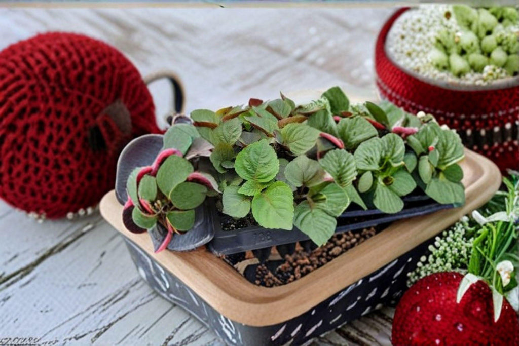 Perilla (Shiso) – Jeok Ssam Ip 400 Seeds | Korean Red Perilla | Aromatic Culinary Herb | Edible Leaves