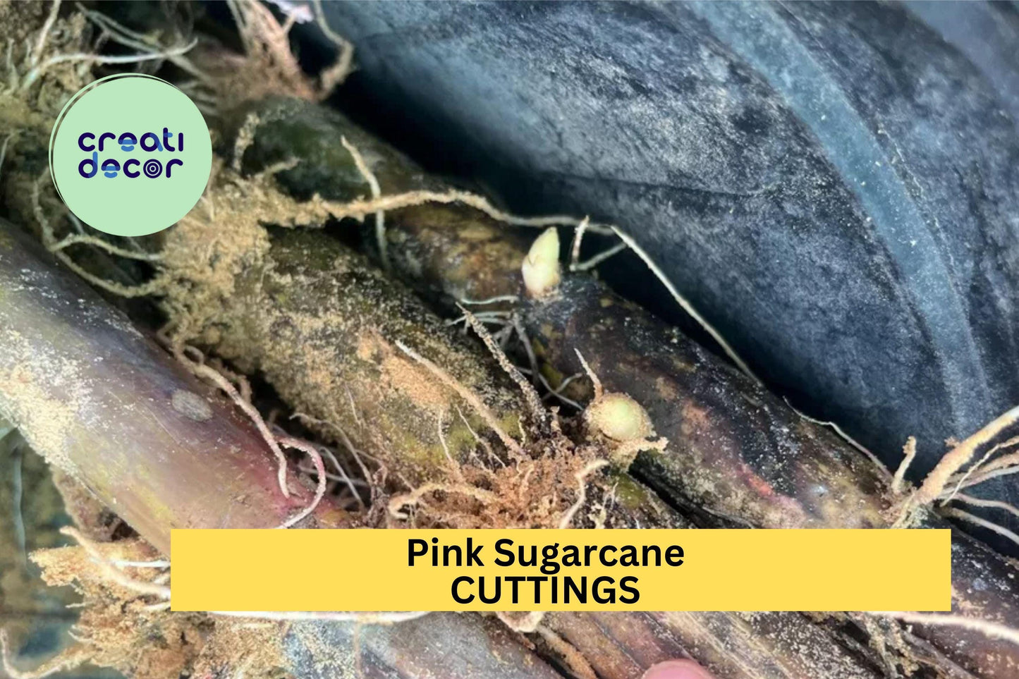 5 Pink Sugarcane Cuttings – Rooted & Ready to Plant – 10 Growth Nodes – Sweet Tropical Variety for Garden or Pots – USA