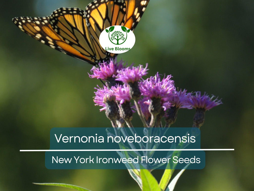 500 mg Seeds Vernonia noveboracensis (New York Ironweed) for Planting | Native Perennial Wildflower for Pollinator Gardens