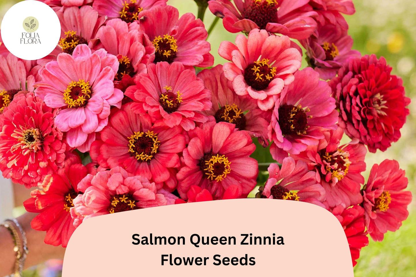 100+ Salmon Queen Zinnia Seeds | Soft Pink-Orange Blooms | Easy Annual Garden Planting | Pollinator Friendly Cut Flowers