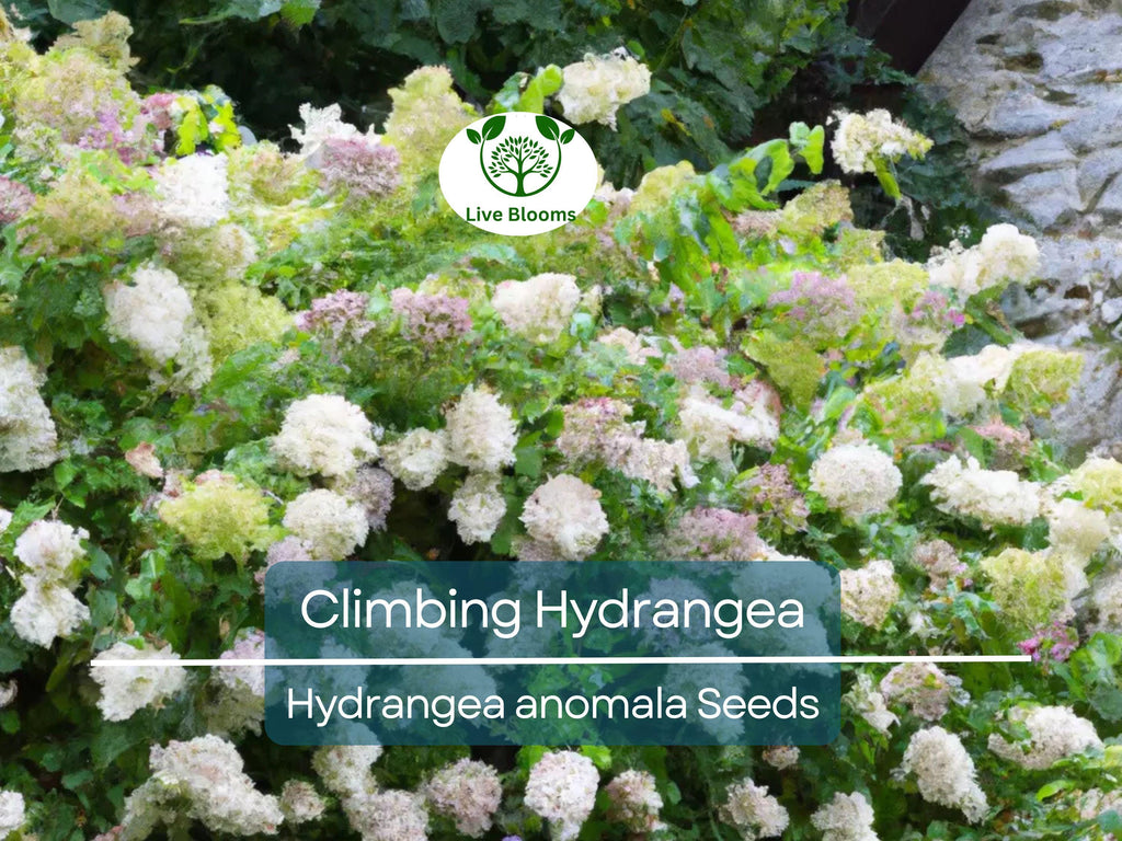 50 Climbing Hydrangea Seeds (Hydrangea anomala), Vining Flower Bush, Creeping Hedge Shrub, Hardy Evergreen for Garden, Fences, & Landscaping