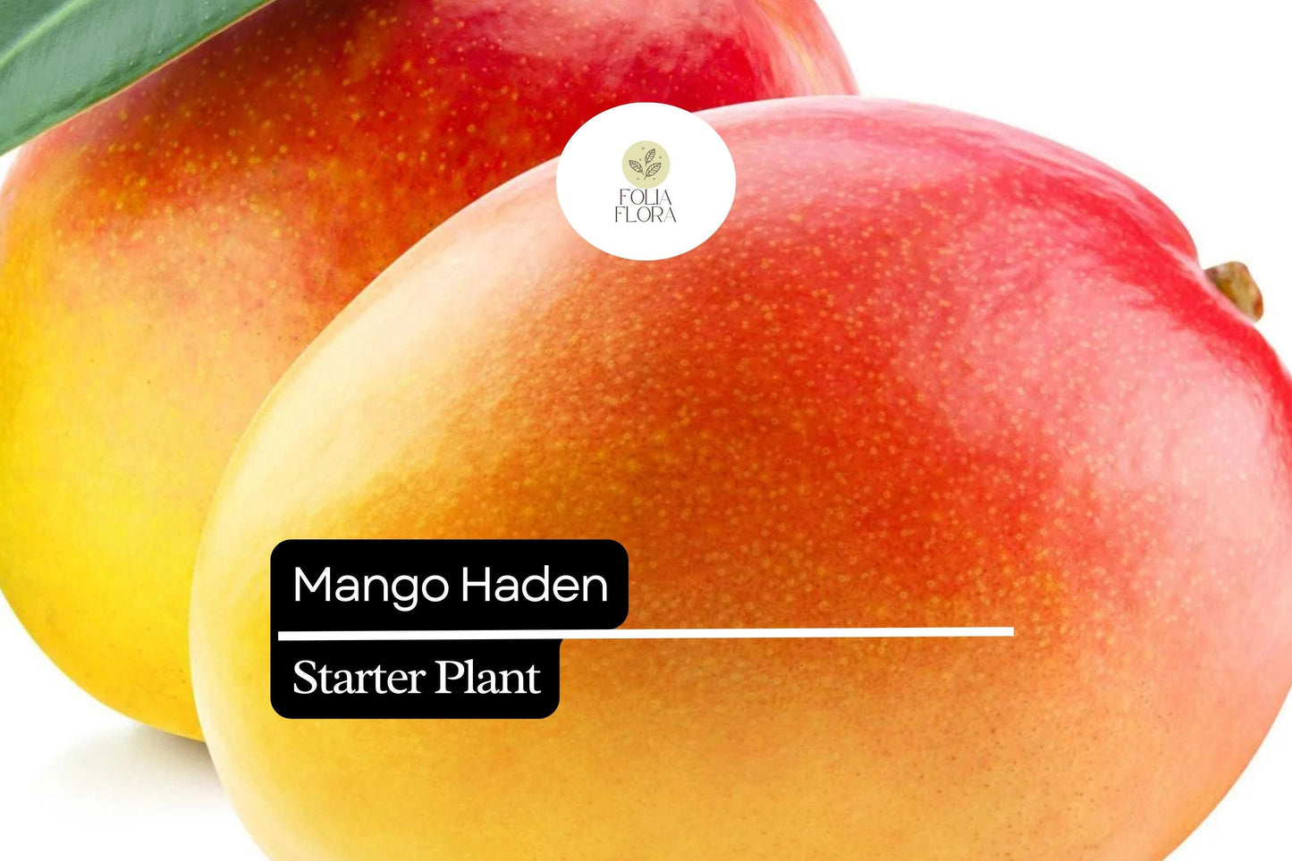 1 Starter Plant Mango Haden (Mangifera) Live Tropical Fruit Tree 12″-24″
