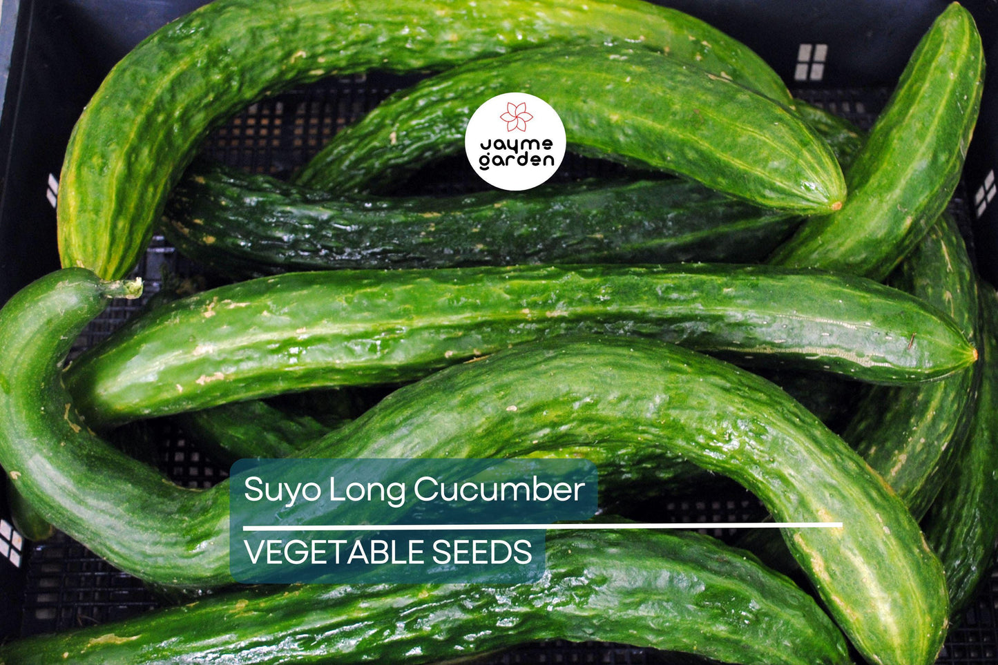 100+ Suyo Long Cucumber Seeds - Heirloom - Burpless - Organic - Non-GMO - Rare Asian Variety - Sweet & Crisp - Grows Up to 15"