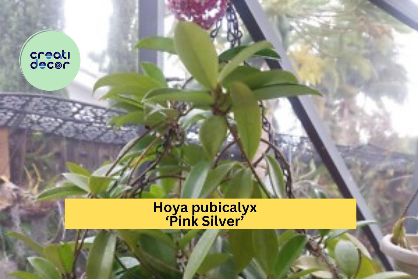 Hoya pubicalyx Pink Silver – Live Rooted Starter Plant – Trailing Houseplant with Variegated Foliage & Fragrant Blooms