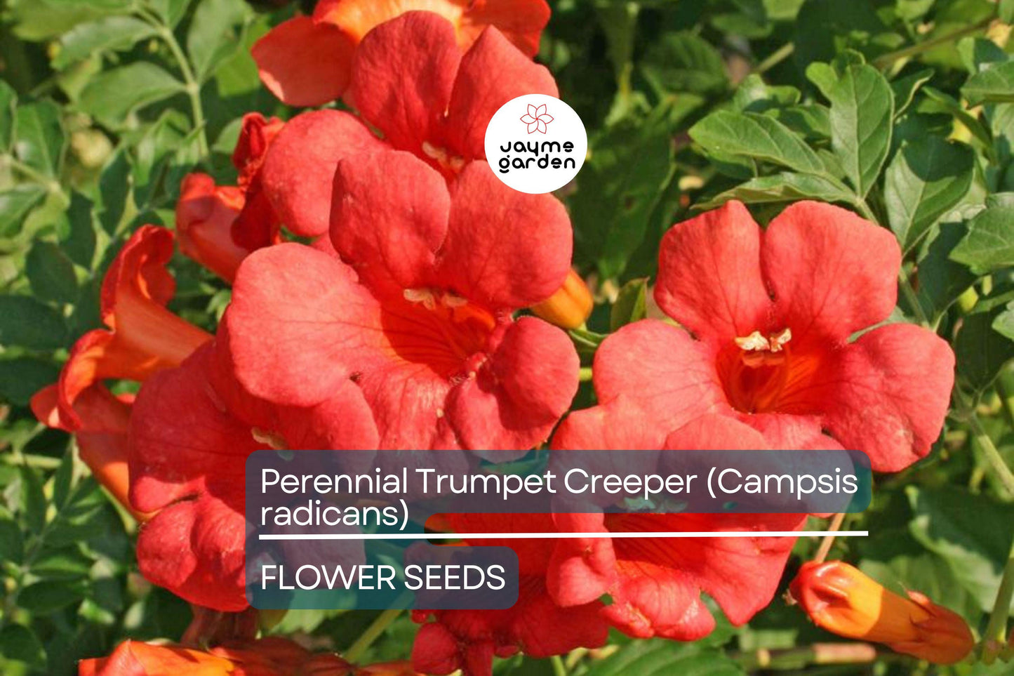 100+ Trumpet Creeper Vine Seeds - 40Ft Perennial Campsis Radicans USA Seller