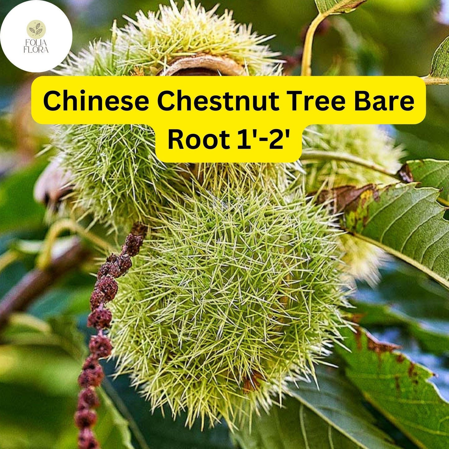 2 Castanea mollissima Chinese Chestnut Tree - Live Bare Root Plant 1'-2' for Zones 4-8 - Edible Nuts, Hardy Tree