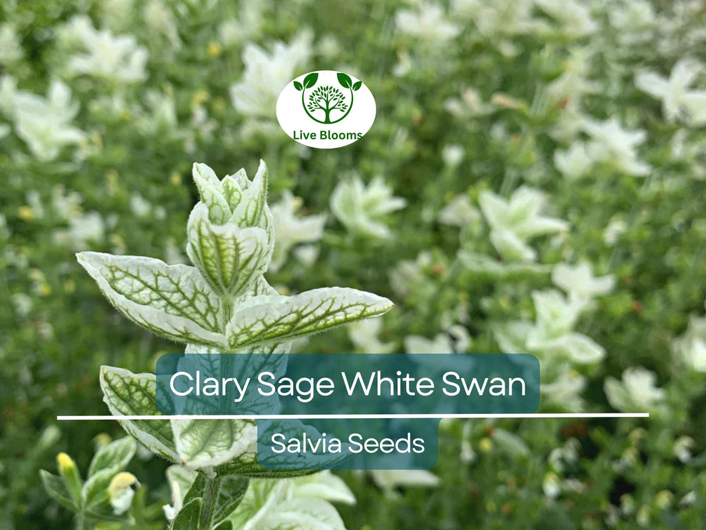 50 Seeds Clary Sage White Swan, Salvia for Birds & Butterflies, Pollinator Friendly, Non-GMO, Herb, Easy to Grow
