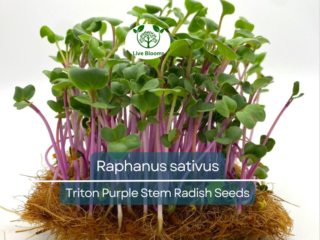 80 Seeds Radish Triton Purple Stem – Raphanus sativus | Heirloom Radish Seeds for Planting, Gardening & Crisp Purple Harvests