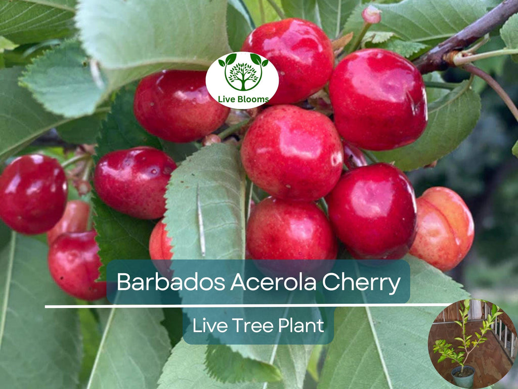 1 Barbados Acerola Cherry Tree Plant - Live 12" Cut Back, Malpighia emarginata, Edible Fruit, Tropical Cherry, Fast Growing, for Garden