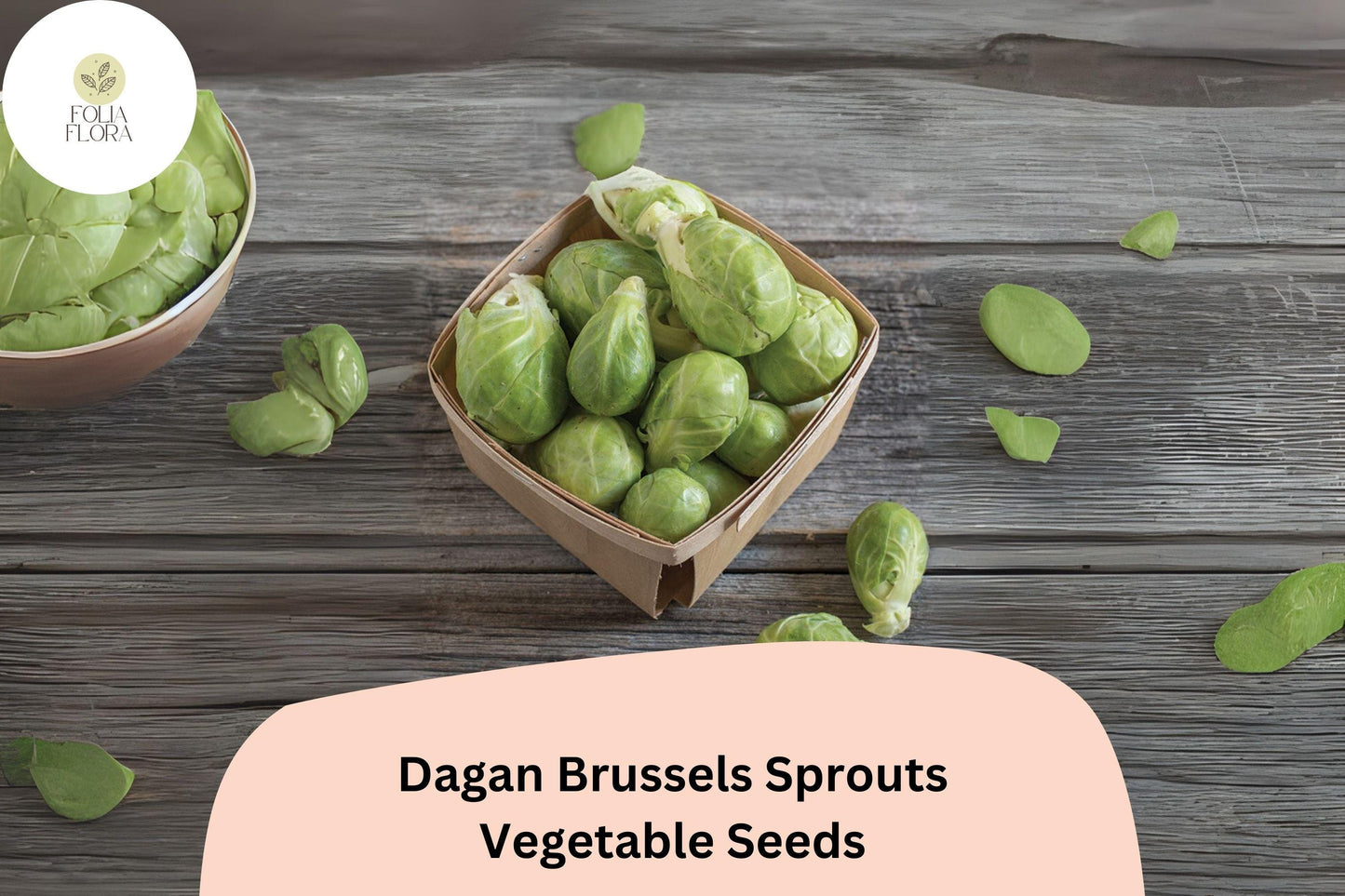 500+ Dagan Brussels Sprouts Seeds | Brassica oleracea | High-Yield Hybrid Sprout Variety | Bulk Garden Seeds