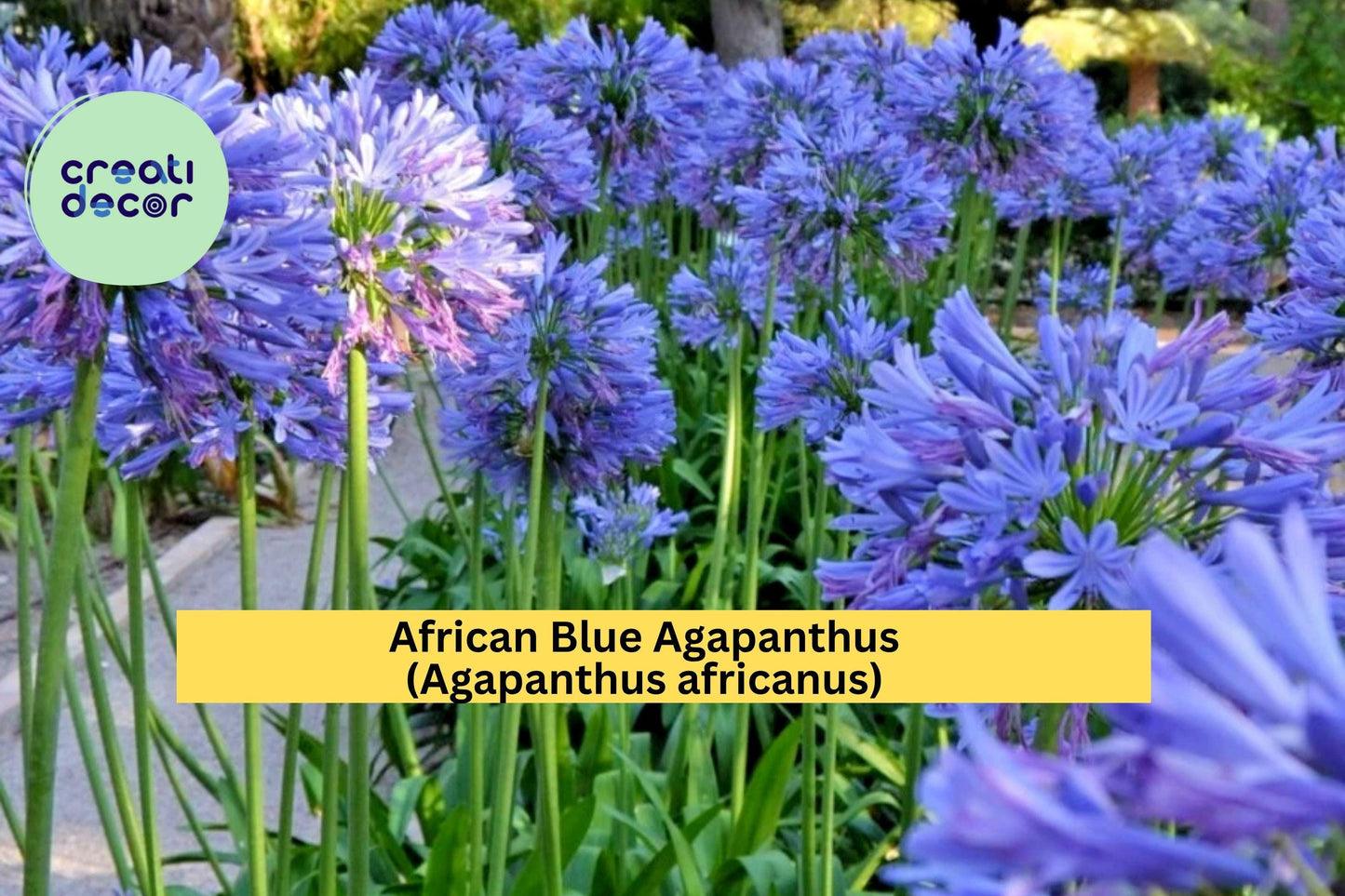 African Blue Agapanthus – Agapanthus africanus – Live Plant 6–8” Tall – Hardy Perennial Flower – Blue Lily of the Nile