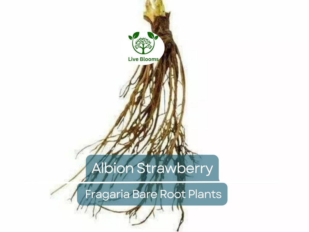 10 Albion Strawberry Bare Root Plants - Day Neutral, Sweet Large Fruit, Fragaria × ananassa, Non-GMO, Long Season Yield