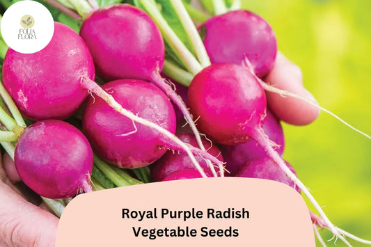 500+ Royal Purple Radish Seeds – Raphanus sativus Heirloom Vegetable Seeds for Garden Planting