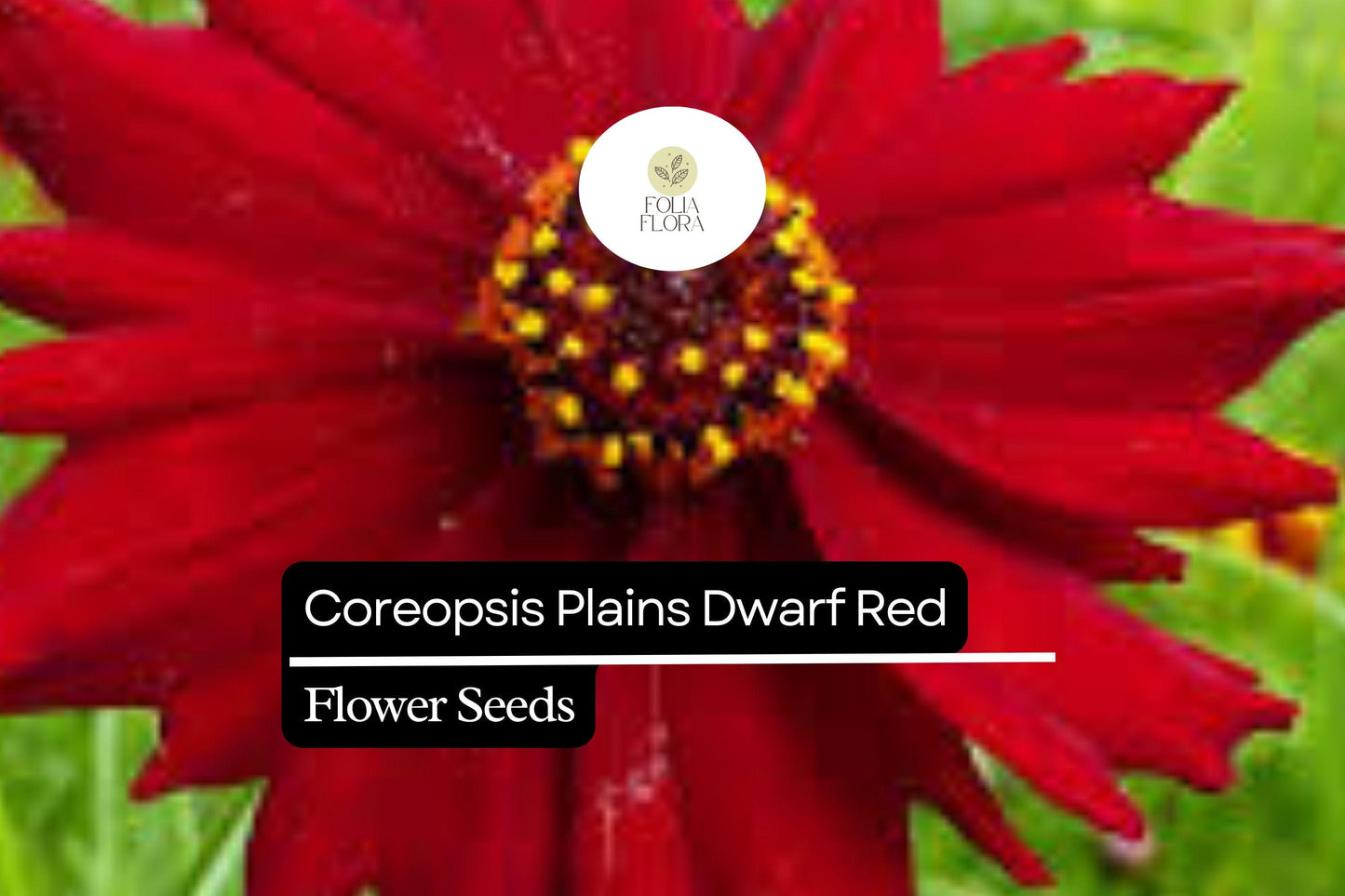 100mg Coreopsis Plains Dwarf Red Seeds, Coreopsis tinctoria, Compact Red Wildflower Blooms