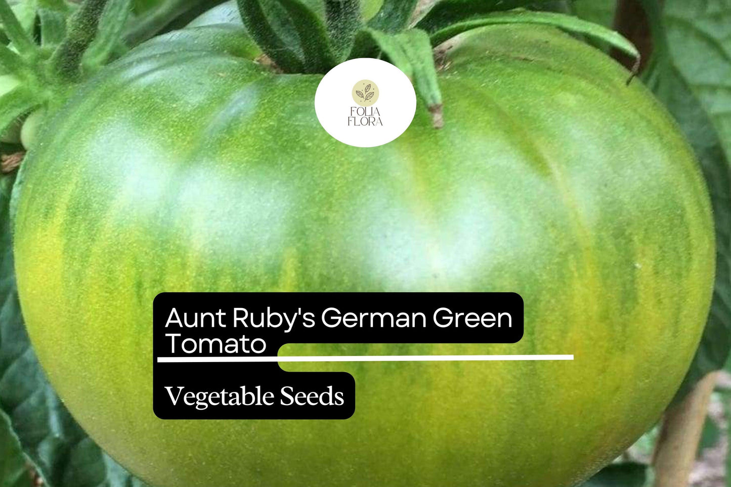 30 Aunt Ruby’s German Green Tomato Seeds – Solanum lycopersicum – Heirloom Beefsteak, Sweet & Tangy, High-Yielding