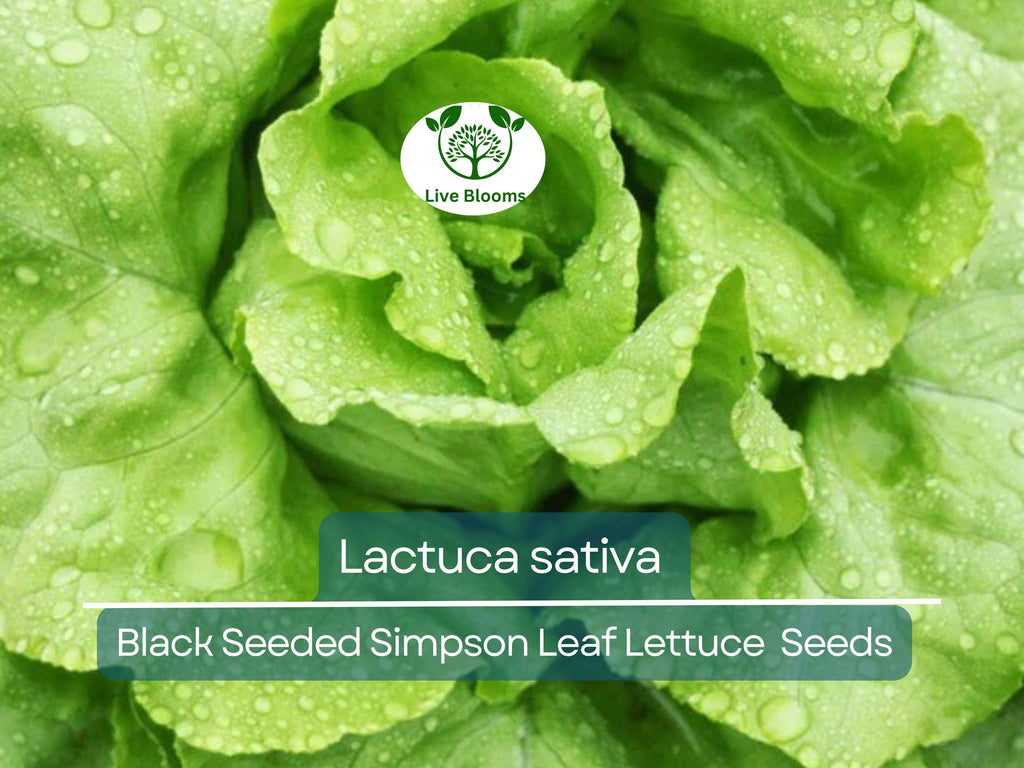 700 Seeds Black Seeded Simpson Leaf Lettuce – Lactuca sativa | Heirloom Lettuce for Planting, Gardening & Fresh, Tender Harvests