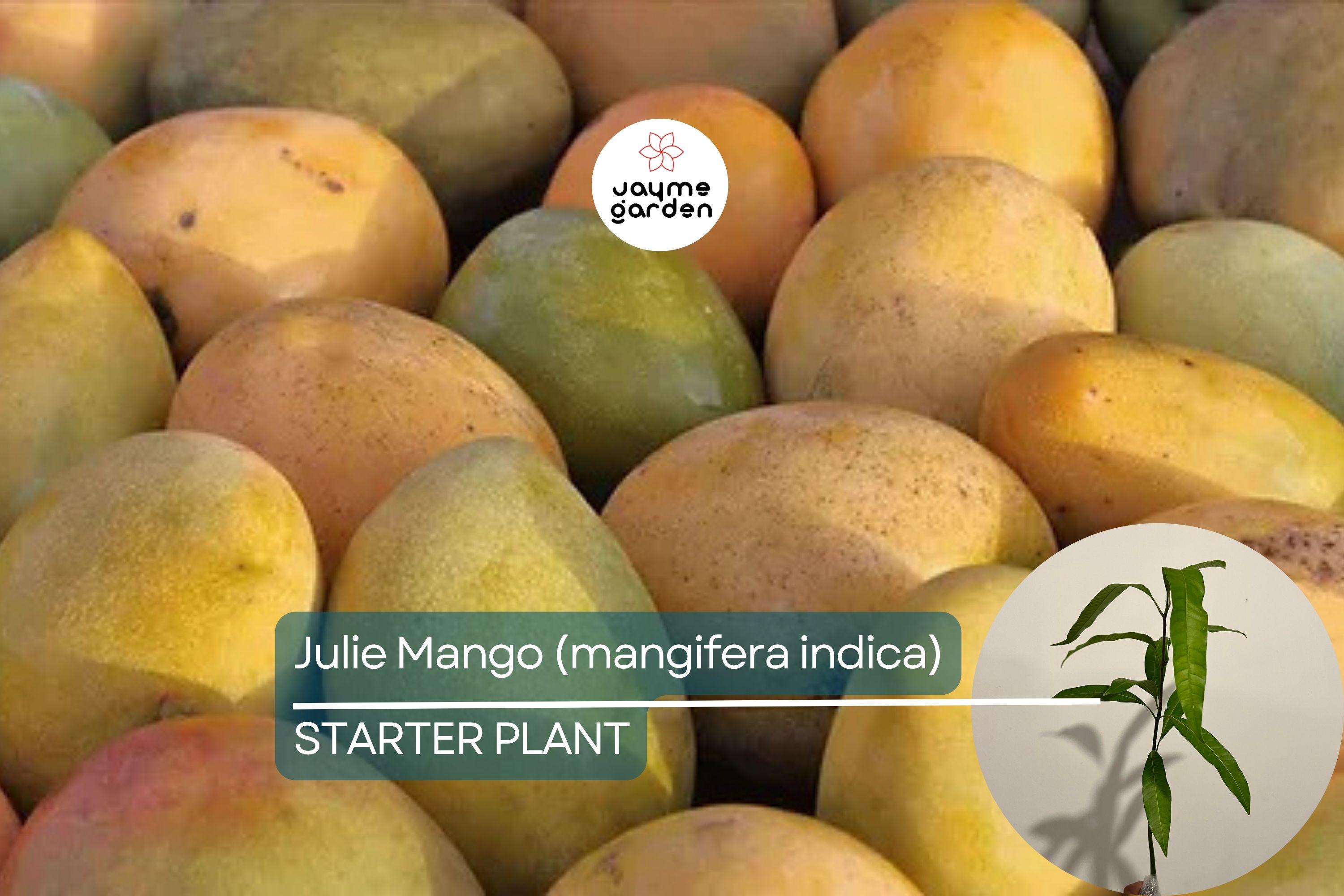 Julie Mango (Mangifera indica) Live Tree Seedling 1’-2’ | Tropical Fruit for Small Spaces | Sweet, Aromatic Mangoes
