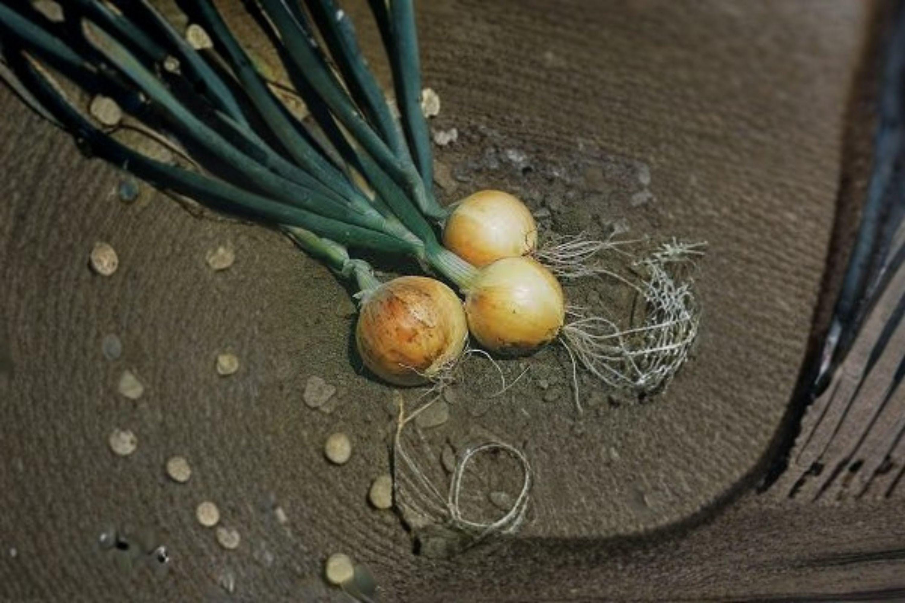 Onion – Texas Grano 502 - 50 Seeds | Sweet Yellow Onion | Short-Day Variety | Excellent for Warm Climates