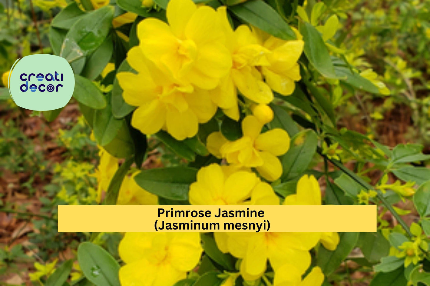 Primrose Jasmine Plant | Jasminum mesnyi Live Starter | Weeping Yellow Flowering Shrub for Garden Borders, Arbors, or Containers