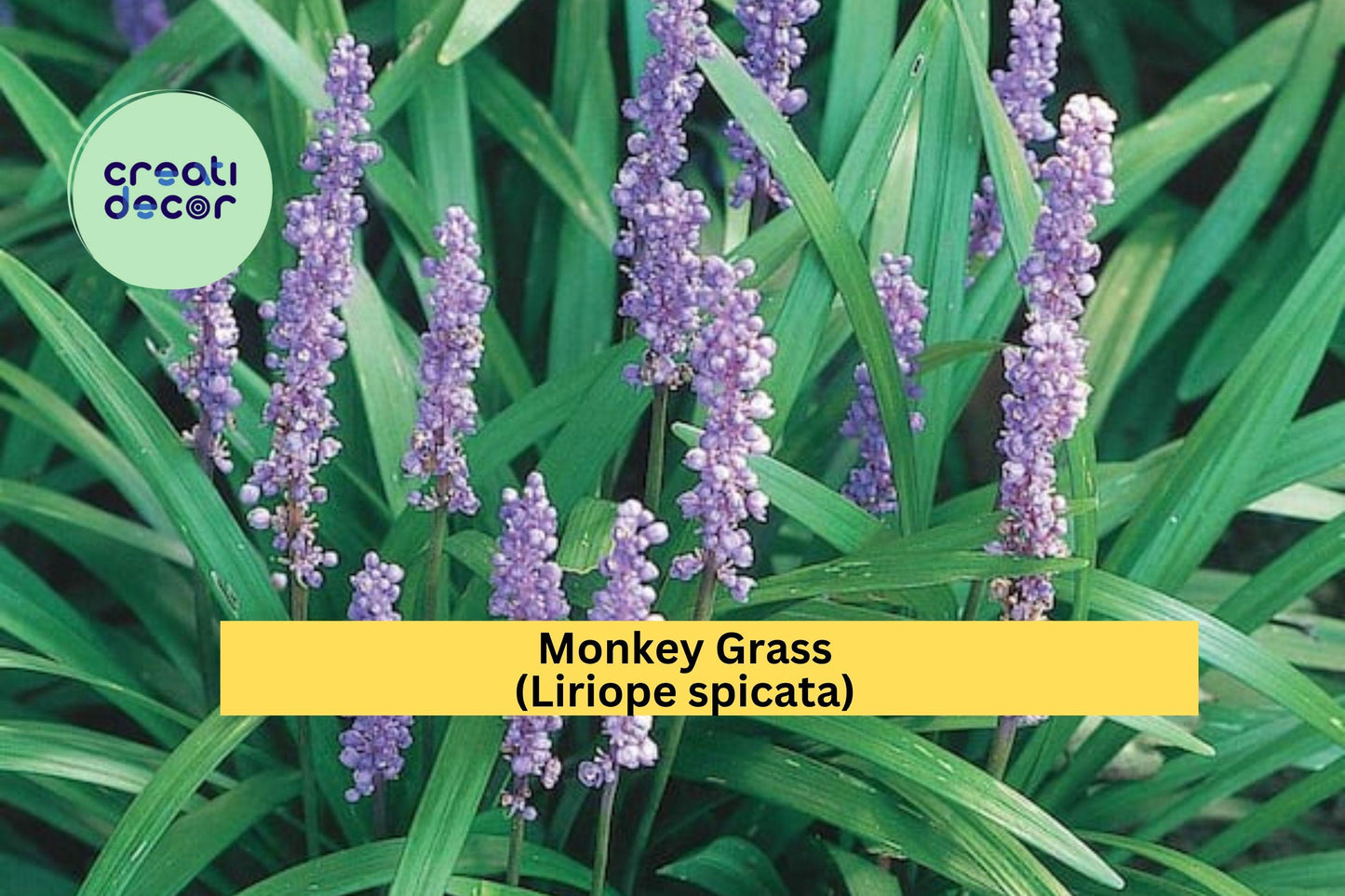 Monkey Grass Plants | 40 Bare Root Liriope spicata Clumping Perennials | Evergreen Ground Cover for Borders & Landscaping