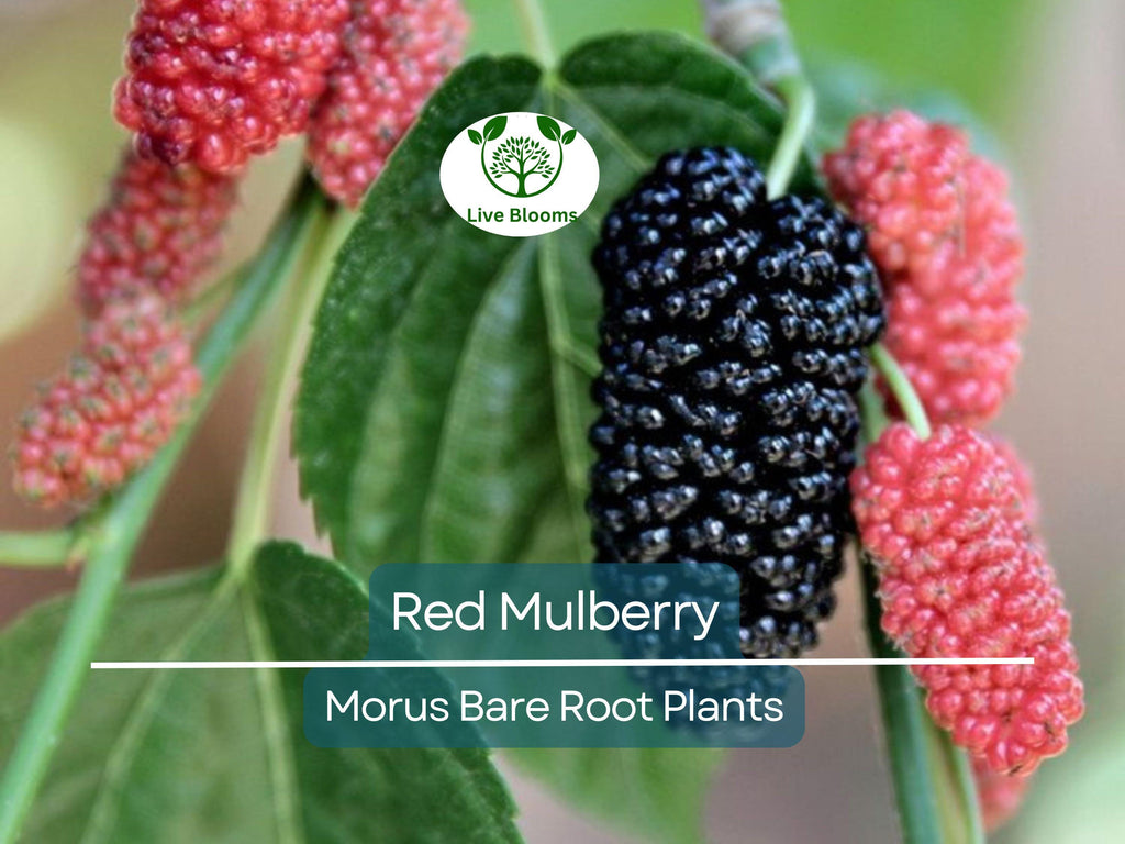 3 Red Mulberry Trees – Morus Rubra Live Bare Root Fruit Tree 12–24 Inches Tall – Native Shade Tree with Sweet Berries