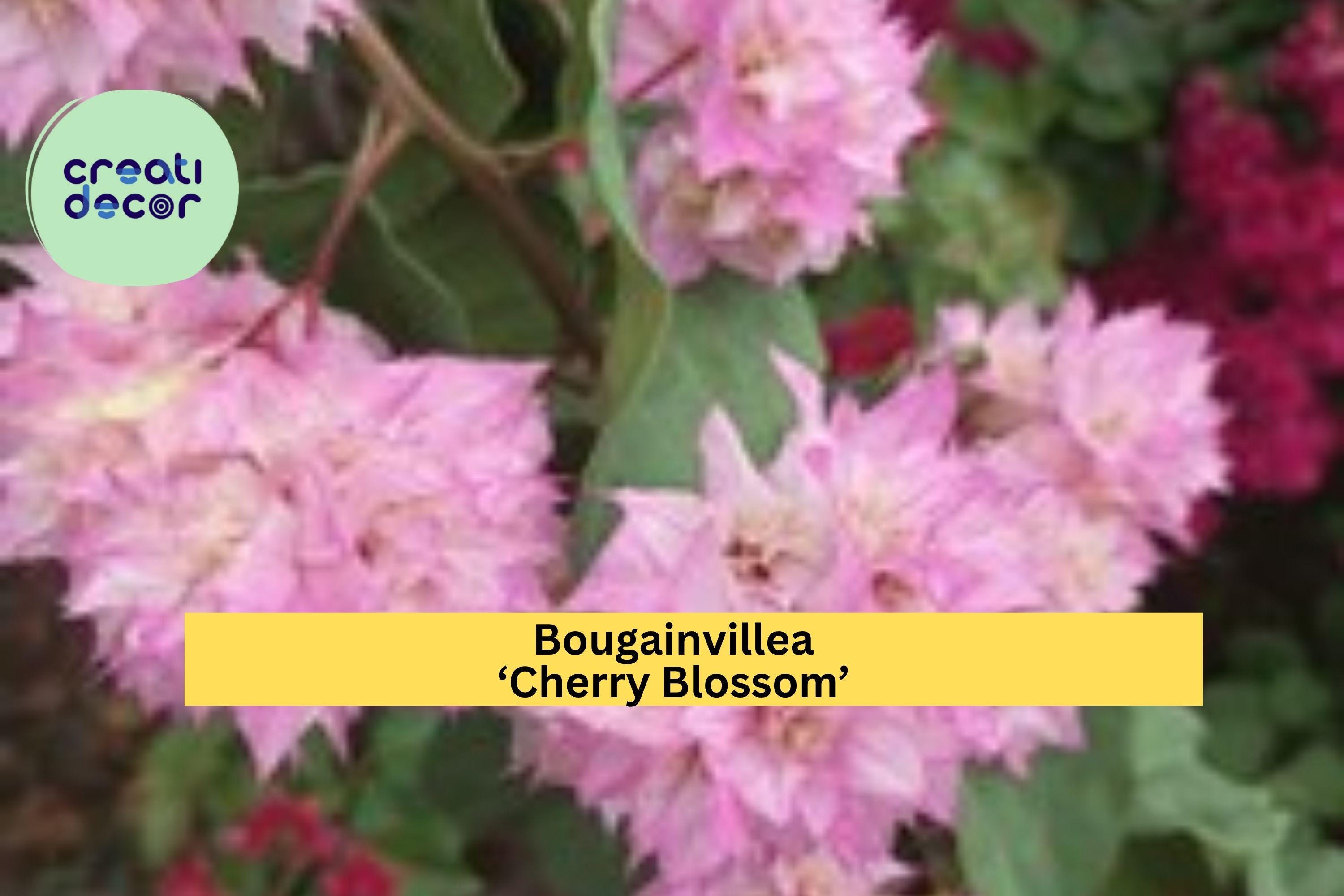 Bougainvillea ‘Cherry Blossom’ Live Plant in 4” Pot – Rooted Pink Flowering Vine, Fast-Growing Tropical Outdoor Plant for Garden Zones 9–11