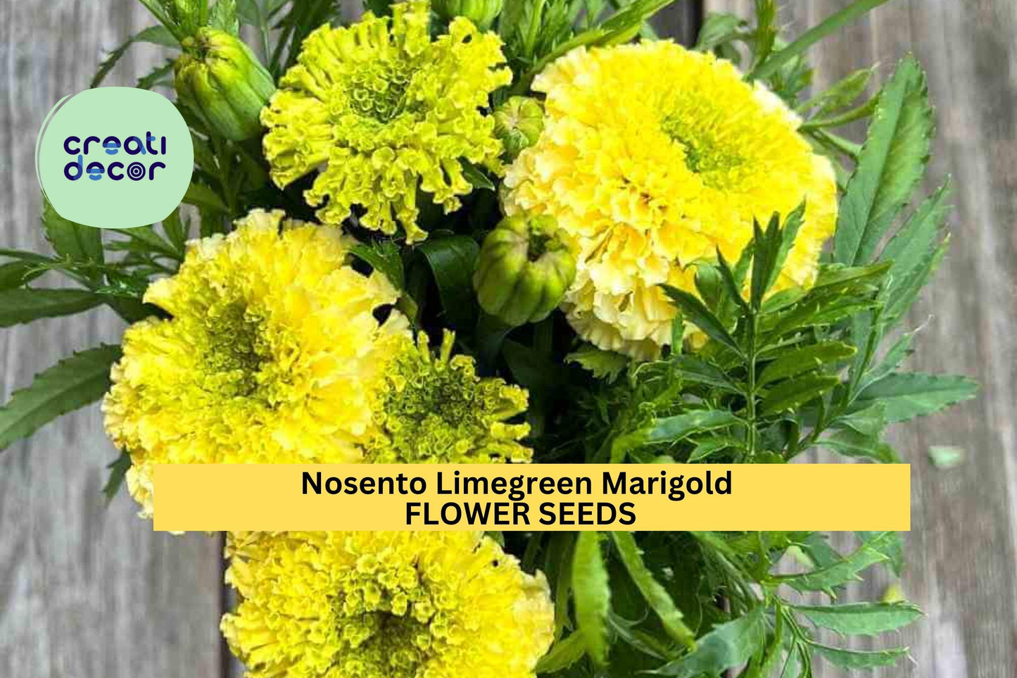 25+ Nosento Limegreen Marigold Seeds – Unique Pale Green Double Blooms for Garden Planting, Long-Lasting Summer Color – USA