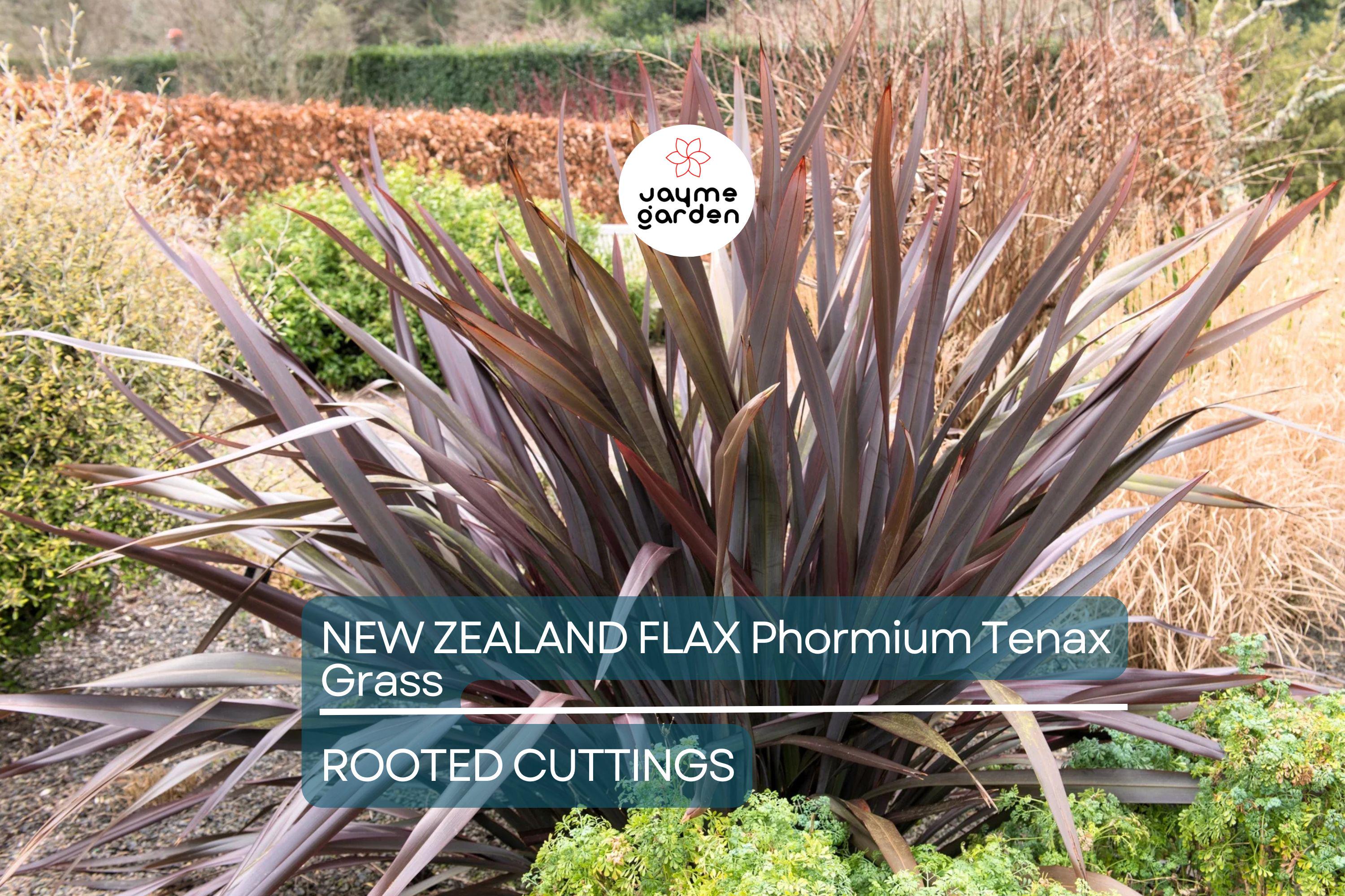 1 Rooted New Zealand Flax Plant - Phormium Tenax - Cold Hardy (10 F), 12" Tall, Potted, Ready to Plant