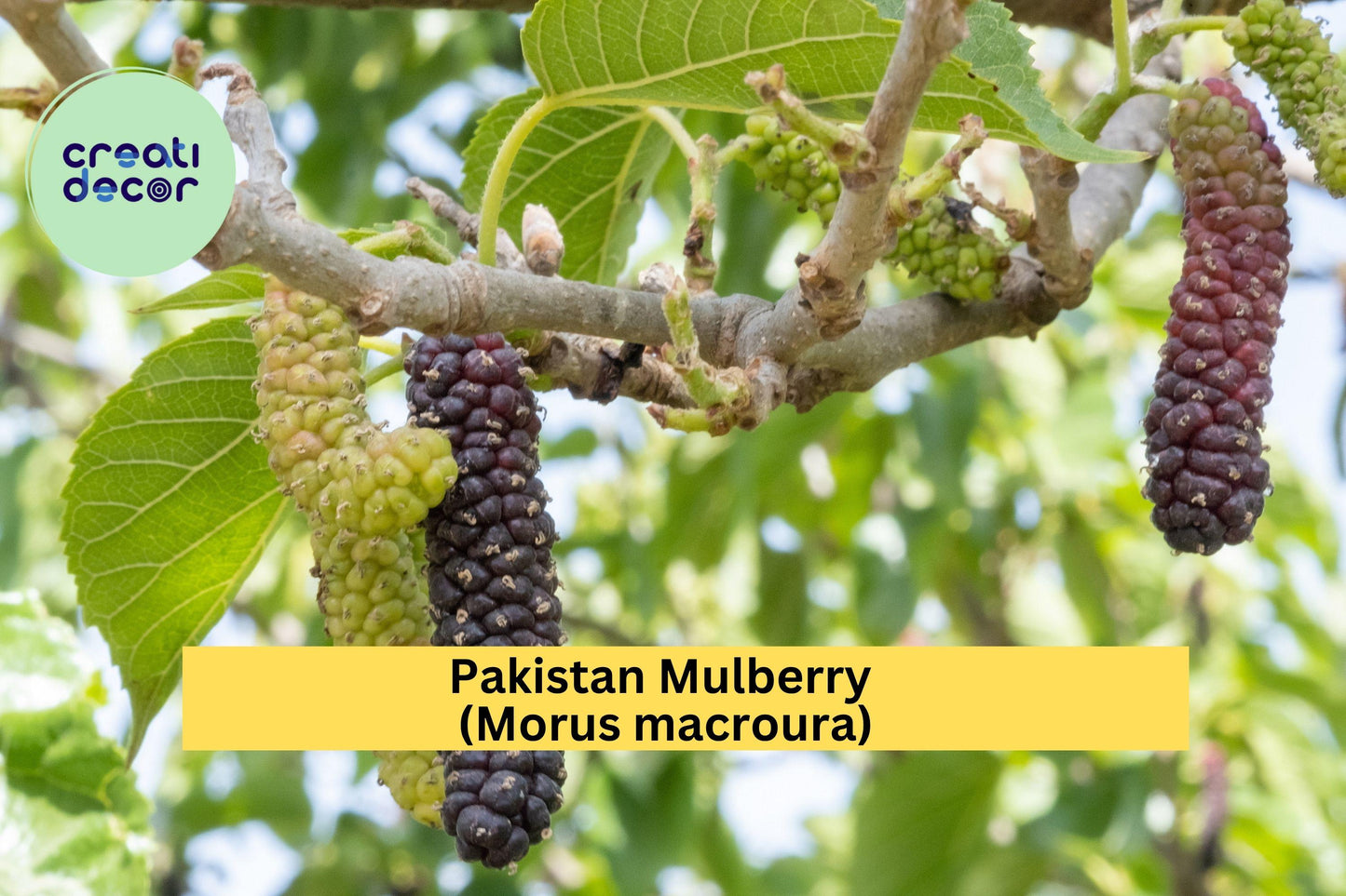 Pakistan Mulberry Cuttings (10 Pack) – Fresh Organic Hardwood Cuttings for Rooting or Grafting, Morus macroura