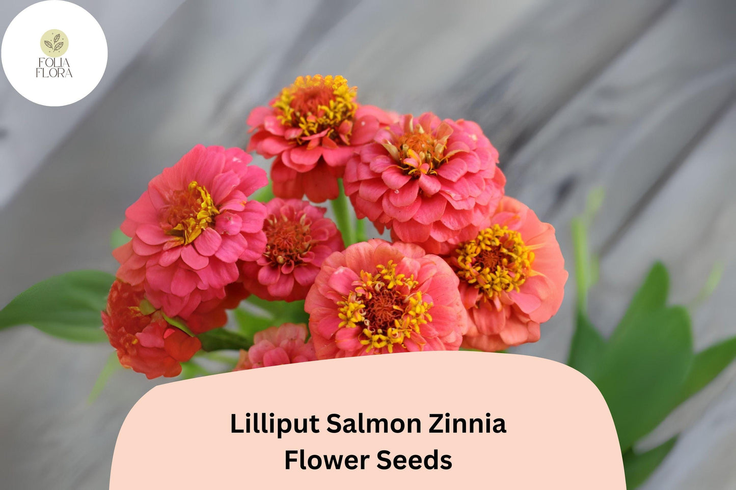 100+ Lilliput Salmon Zinnia Seeds – Mini Pompon Blooms for Borders, Beds & Summer Gardens