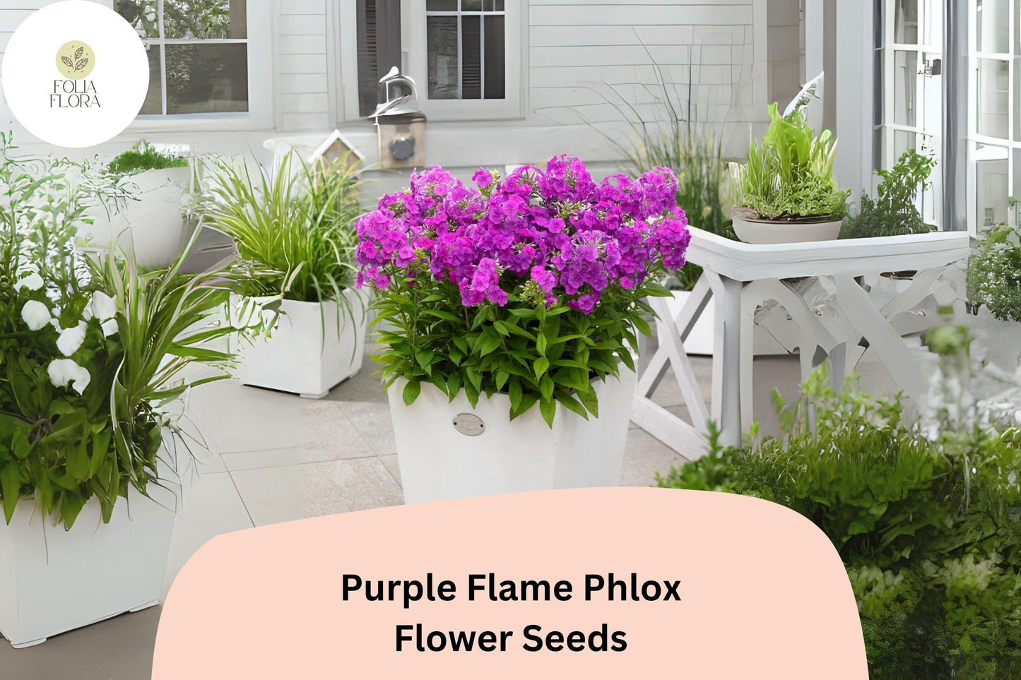 100+ Purple Flame Phlox Seeds – Compact Perennial Garden Flowers, Phlox paniculata