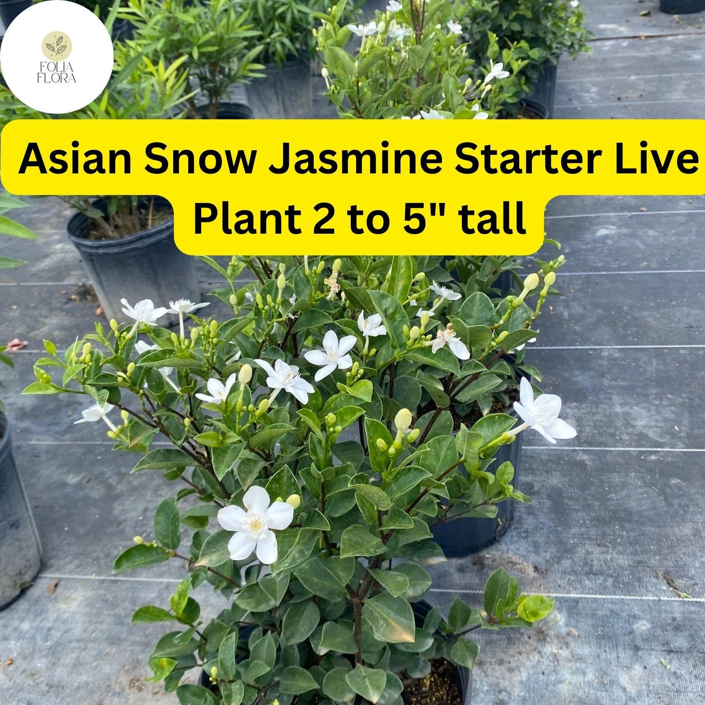 1 Wrightia Antidysenterica – Asian Snow Jasmine Bare Root Starter Live Plant 2-5” Tall – Fragrant White Flowers