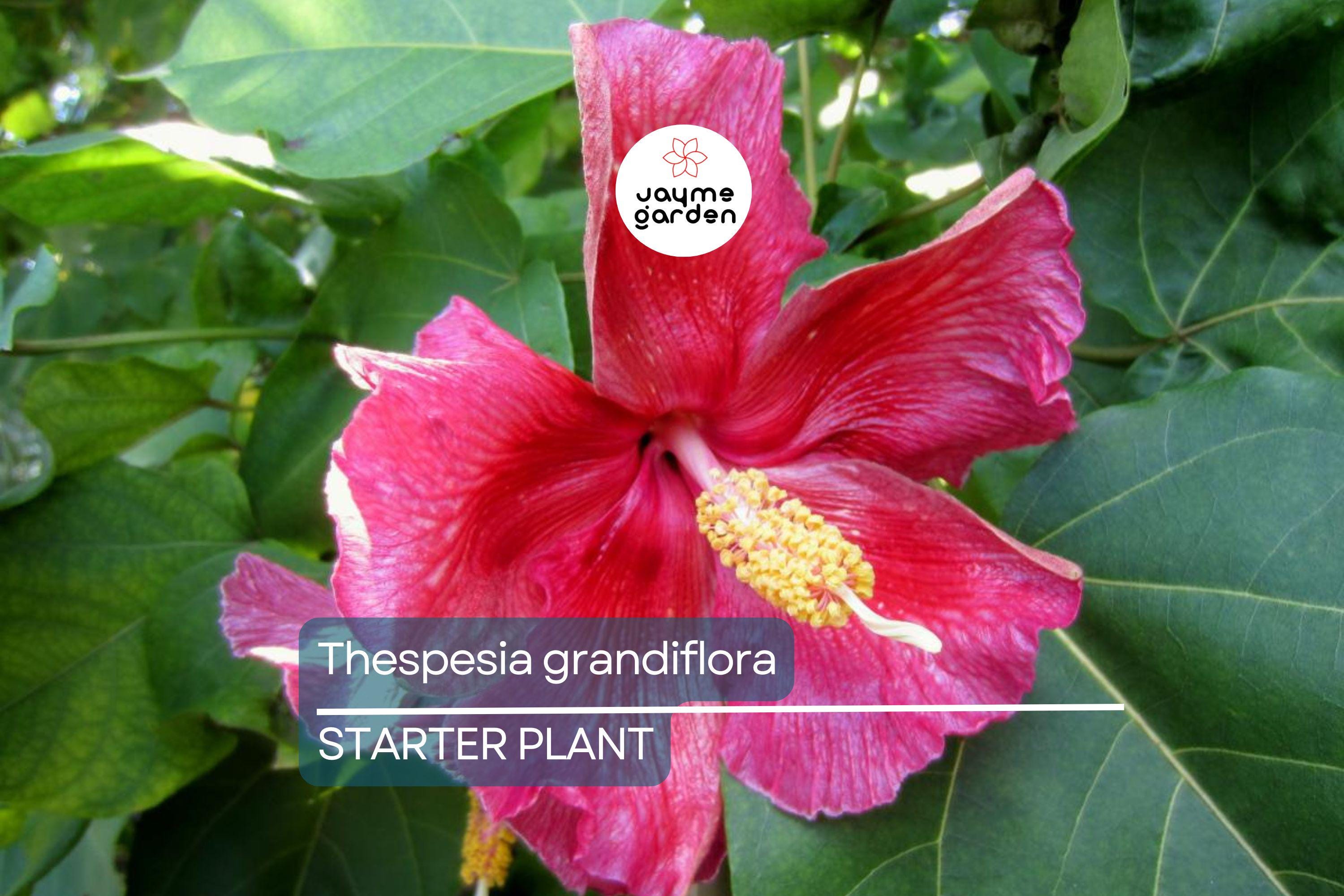 Portia Tree Starter Plant - Thespesia grandiflora 12”-24” | Tropical Flowering Tree for Garden