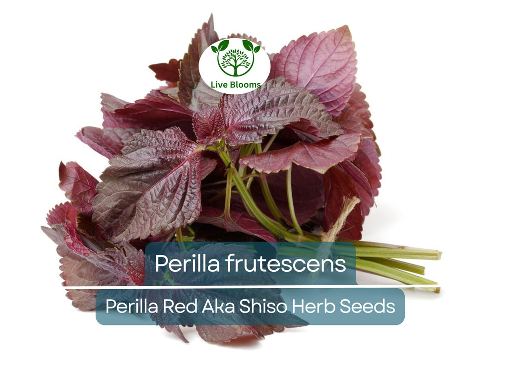 100 Seeds Perilla (Shiso) Red Aka Shiso Herb – Perilla frutescens | Heirloom Herb for Planting, Asian Cuisine