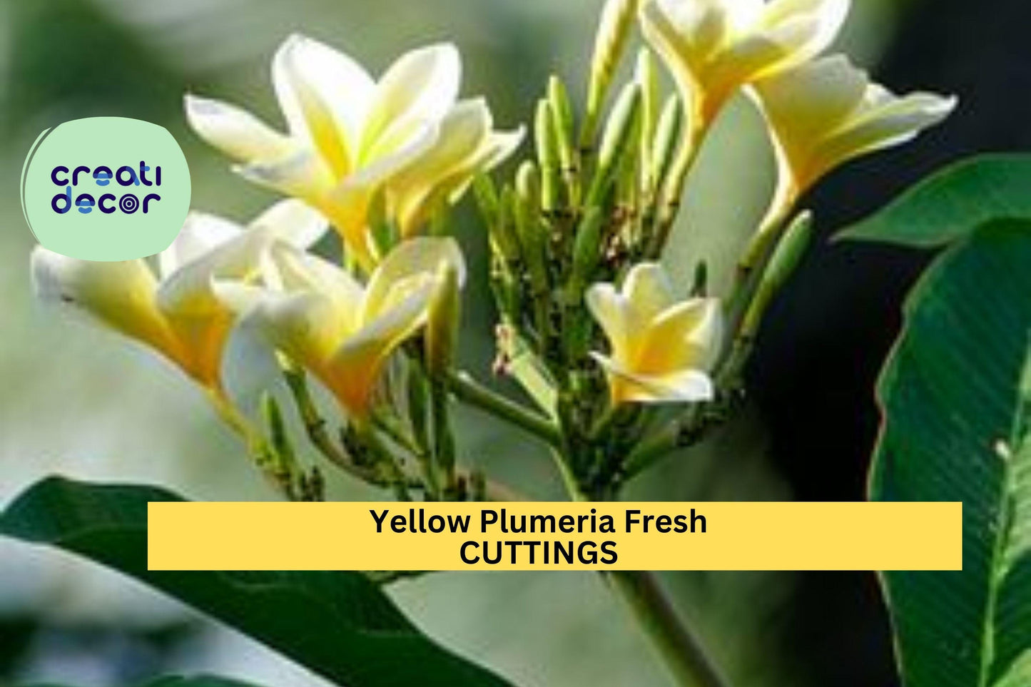 1 Yellow Plumeria Cutting | Double Head 10" Fresh Unrooted Stem | Frangipani Starter | Tropical Garden Tree | Vibrant Bloom