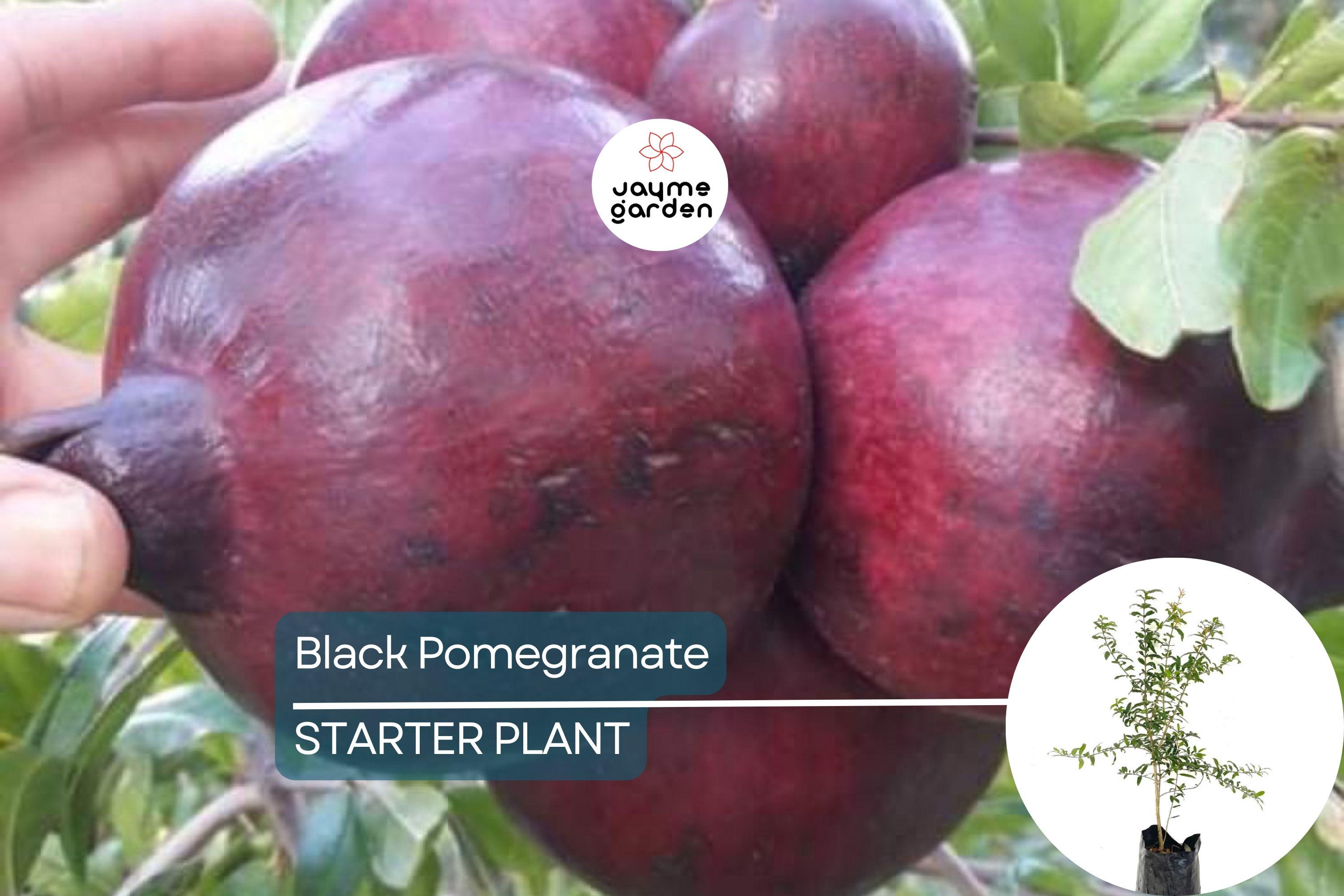 Black Pomegranate Tree Live 1-2 ft Fruit Tree | Hardy Tropical Varieties | Delicious, Antioxidant-Rich Fruit | Easy Care for Gardens