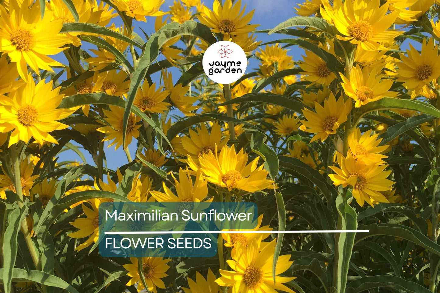 1,000 Maximilian Sunflower Seeds - Non-GMO, Free Shipping, Perennial, Yellow Blooms
