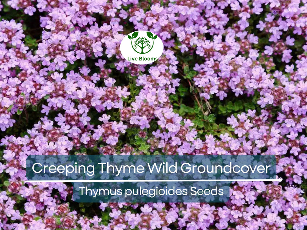 500 Seeds Creeping Thyme Wild Groundcover, Perennial, Purple Flowers, Non-GMO, Fragrant, Bee-Friendly, Low Maintenance, Drought Tolerant