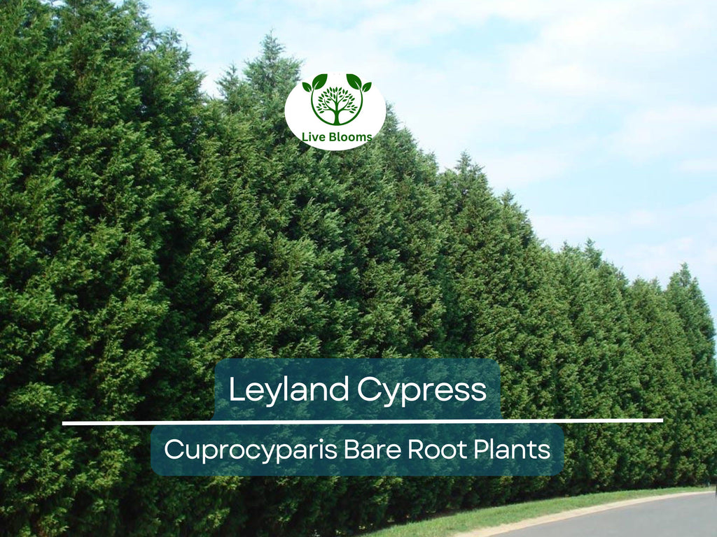 5 Leyland Cypress Trees – Bare Root Evergreen Starter Plants – Fast-Growing Landscape Privacy Screen or Windbreak