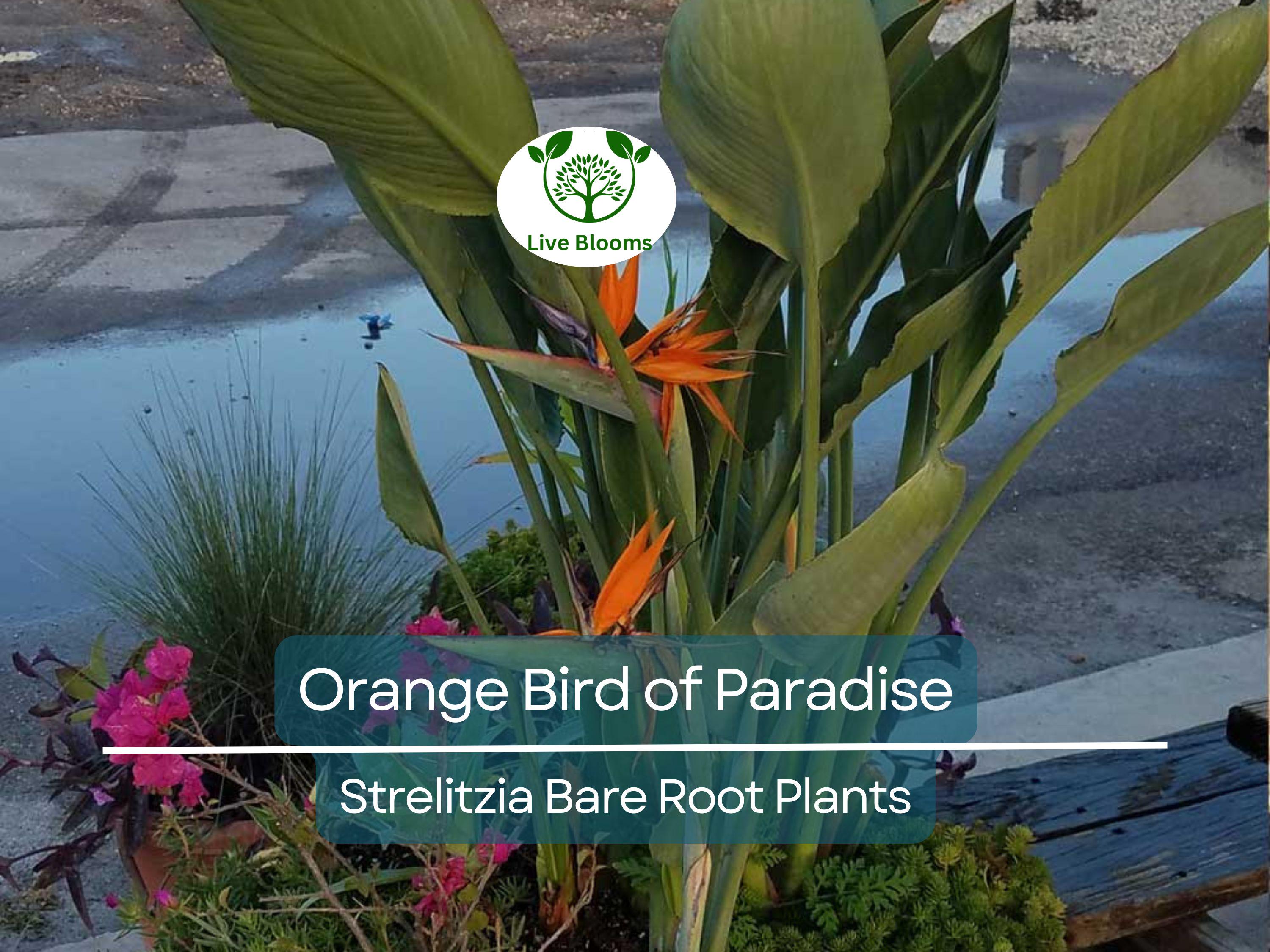 1 Orange Bird of Paradise – Strelitzia Reginae Live Bare Root Plant 3–6” – Tropical Flower for Container or Landscape