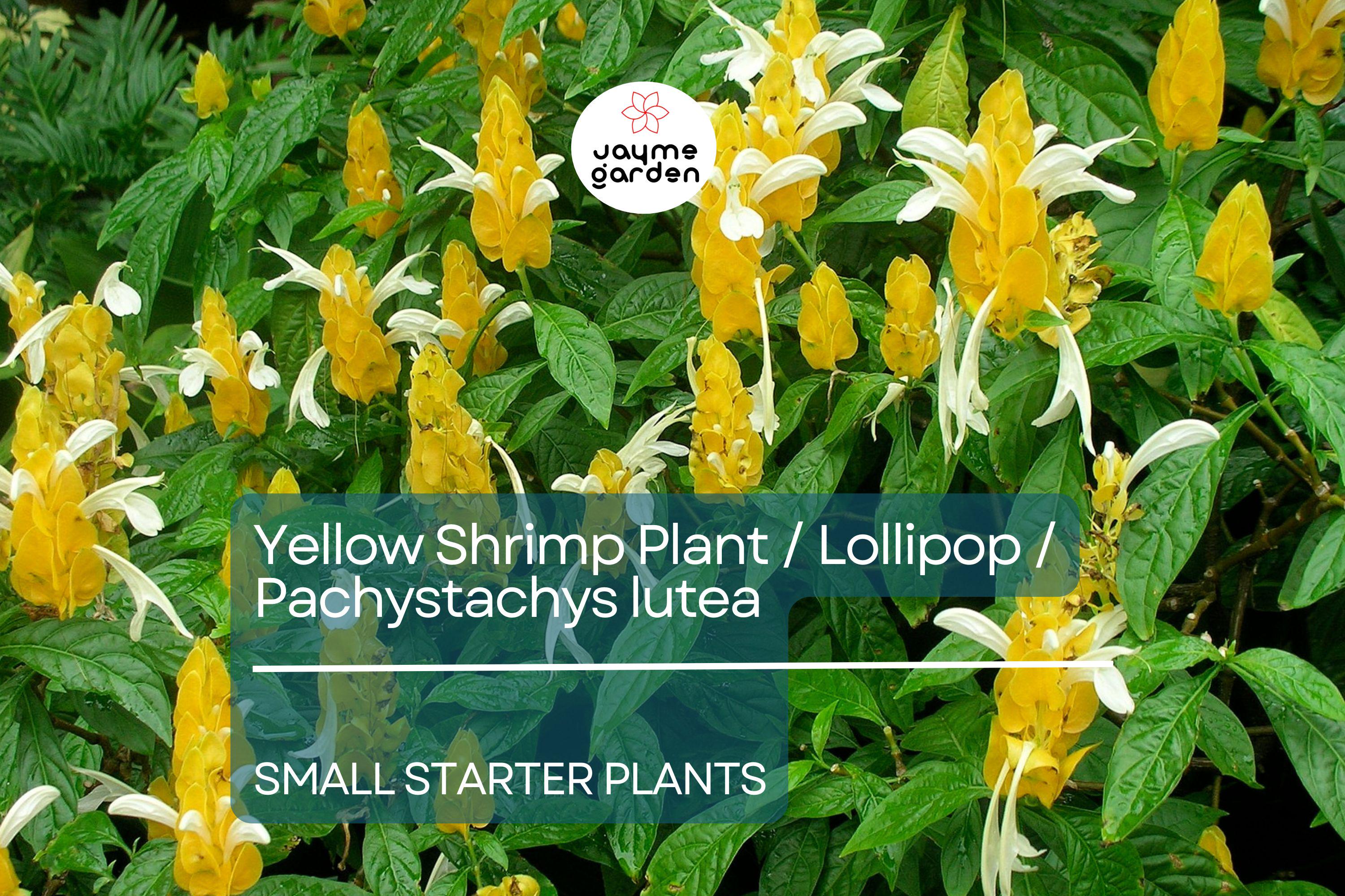 1 Yellow Shrimp Starter Plants - Pachystachys Lutea (Golden Lollipop Plant) - Tropical Plug Plants, 3-5 Inches, Bright Yellow Blooms