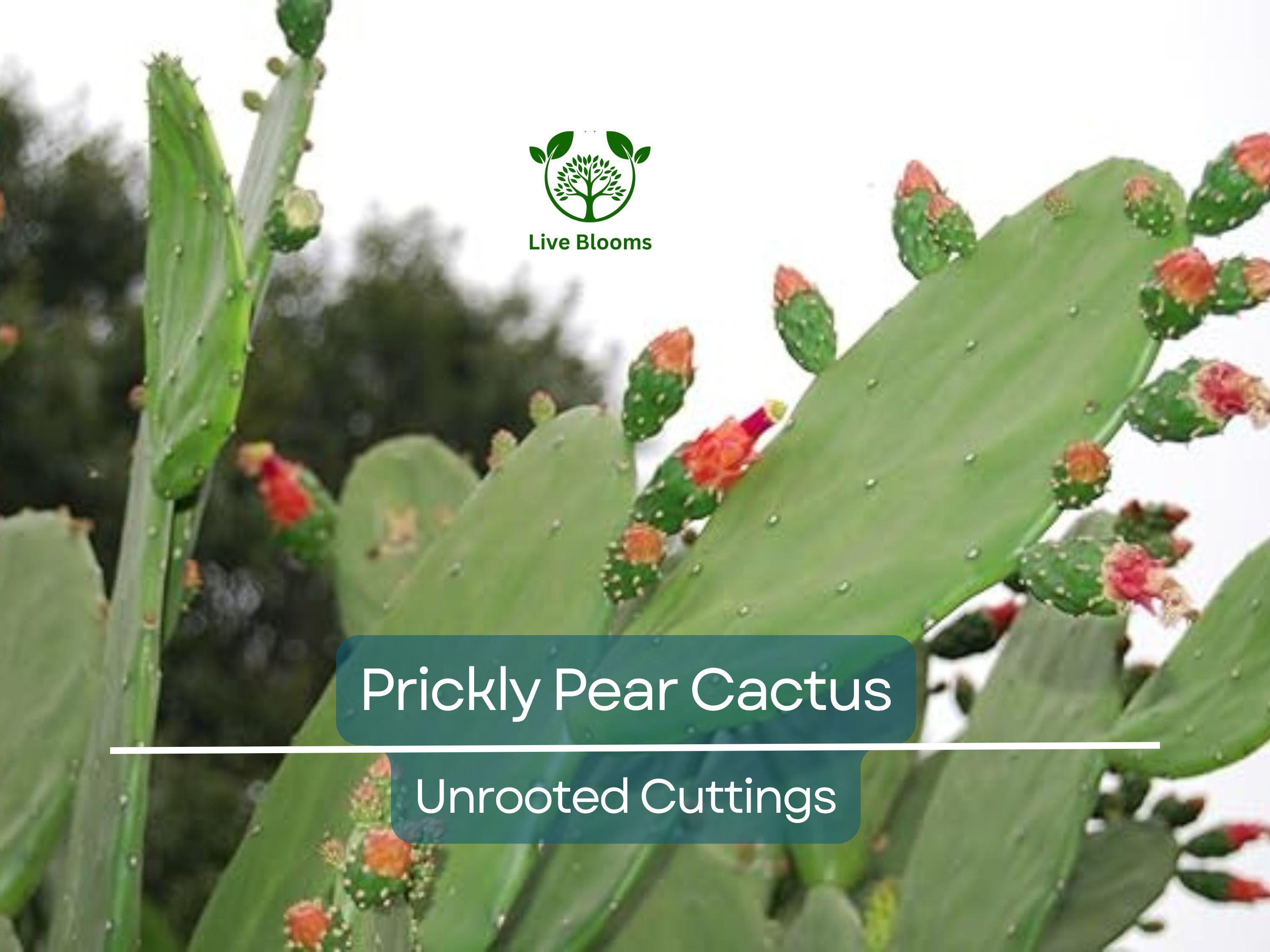 1 Prickly Pear Cactus Plant (Opuntia) Unrooted Cuttings, Edible Fruit, Orange, Pink & Yellow Blooms, Hardy Desert Plant, for Gardens