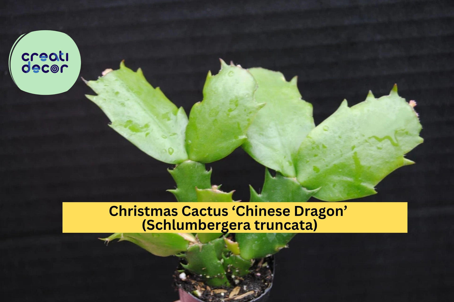 Christmas Cactus ‘Chinese Dragon’ Starter Plant – Schlumbergera truncata – Colorful Winter-Blooming Succulent for Indoors or Patio