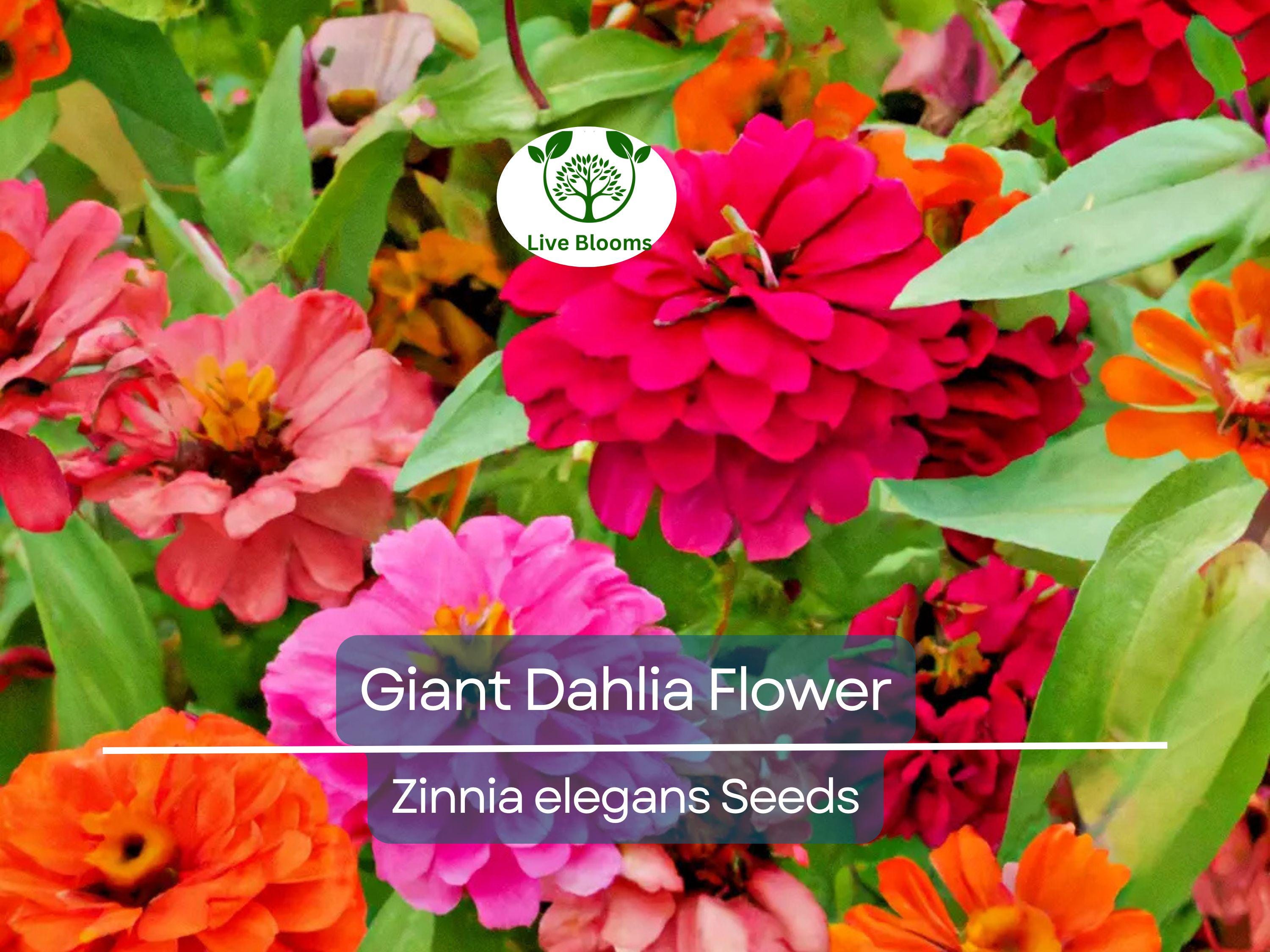 500 Giant Dahlia Flower Seeds, California Giants Annual Mix, Zinnia elegans, Vibrant Color Mix, Easy to Grow, for Garden & Cut Flowers